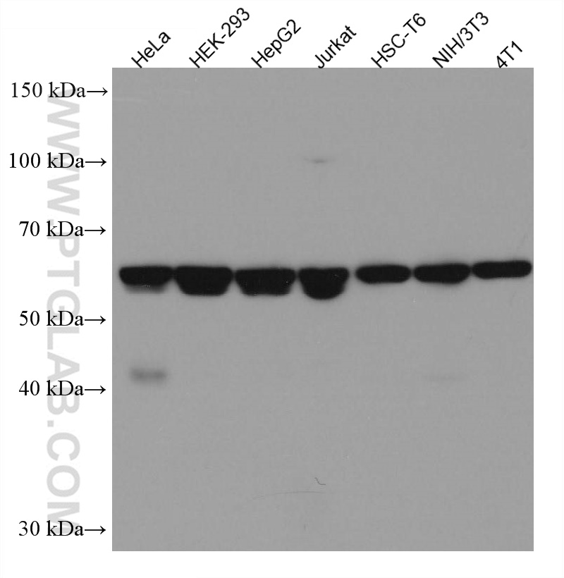 N-PAC Monoclonal antibody