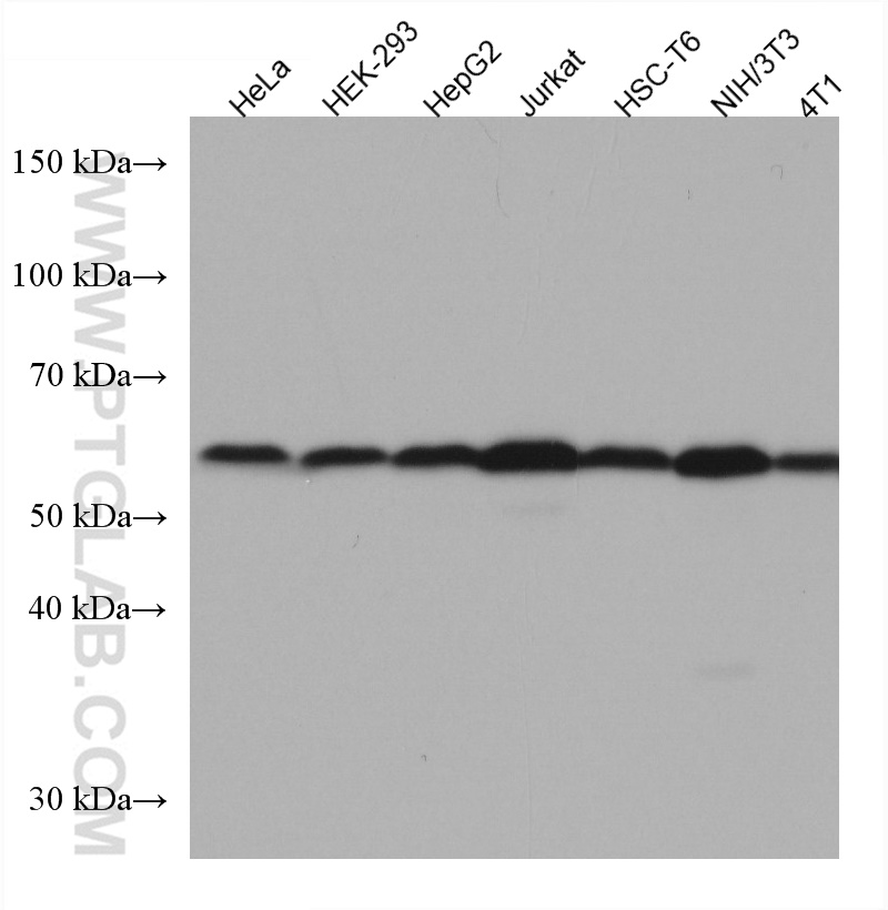 SMAD2 Monoclonal antibody