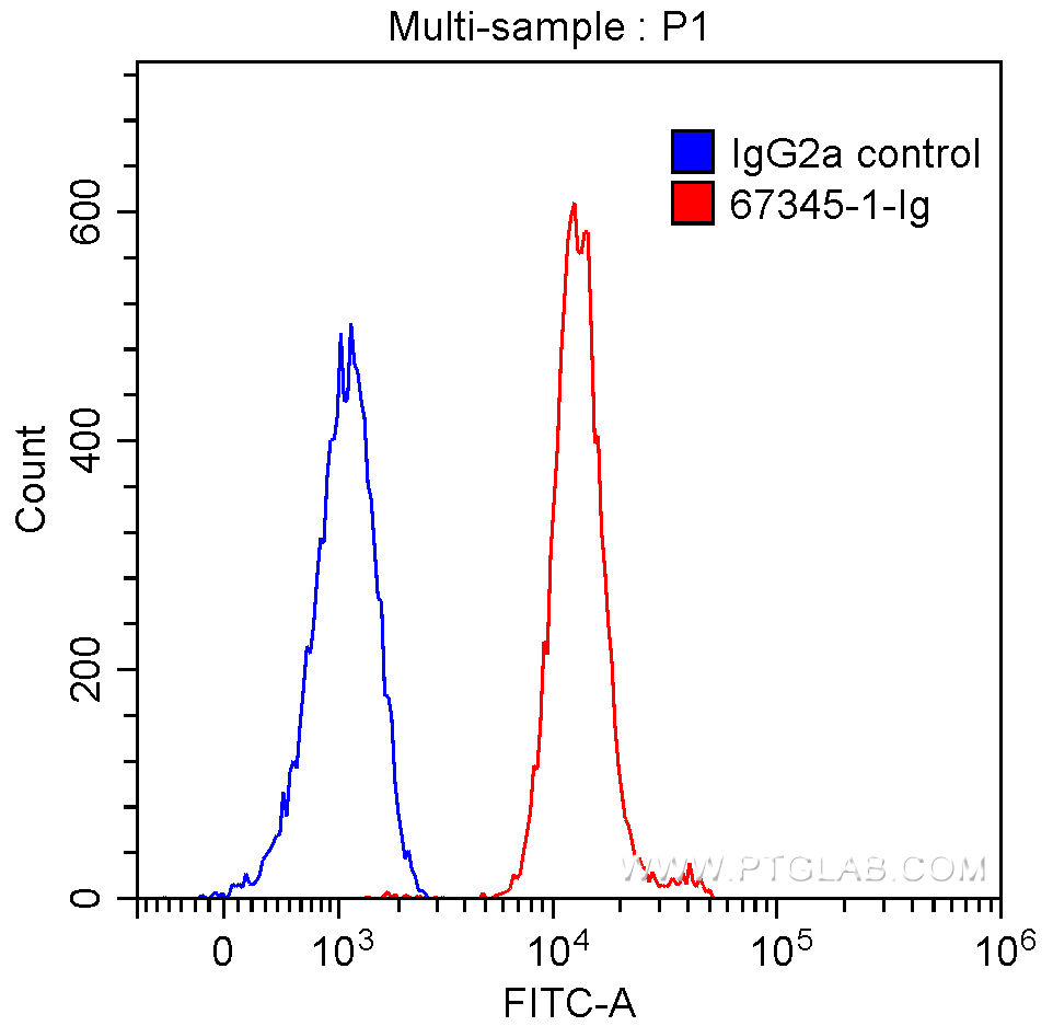 TDP-43 (C-terminal) Monoclonal antibody