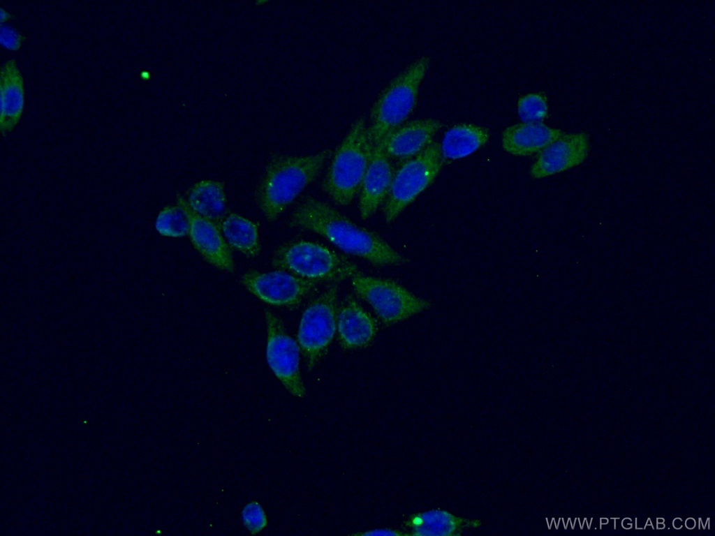 PTGS1 Monoclonal antibody