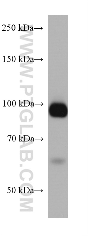 KEL Monoclonal antibody