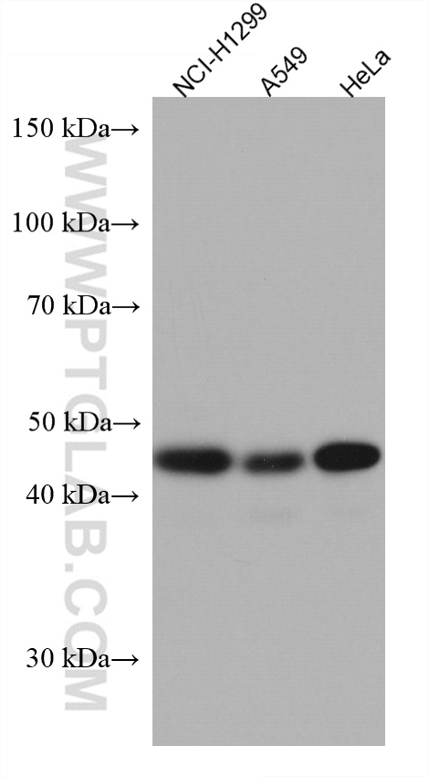 RBMS2 Monoclonal antibody