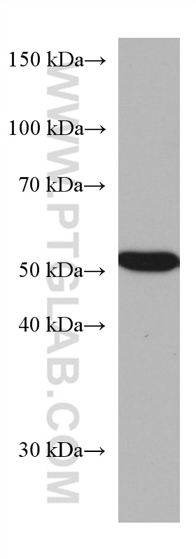 CAP2 Monoclonal antibody