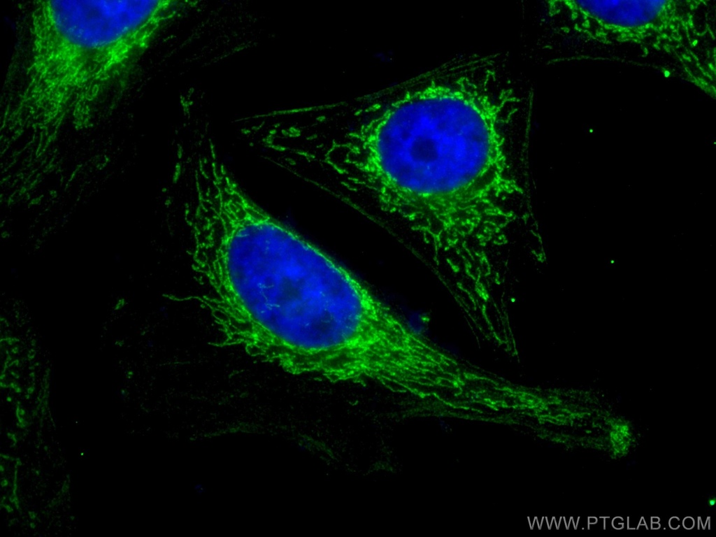 Sam50 Monoclonal antibody