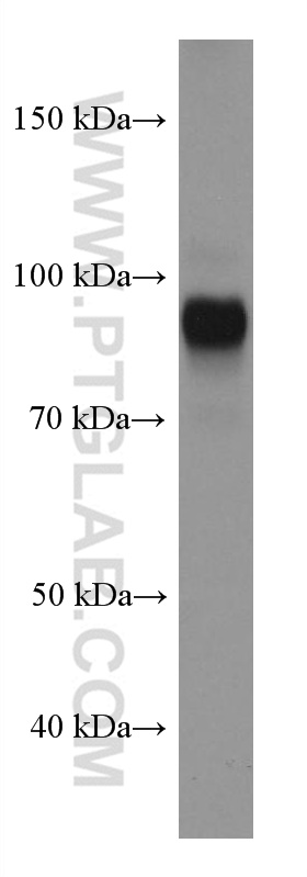 PROX1 Monoclonal antibody