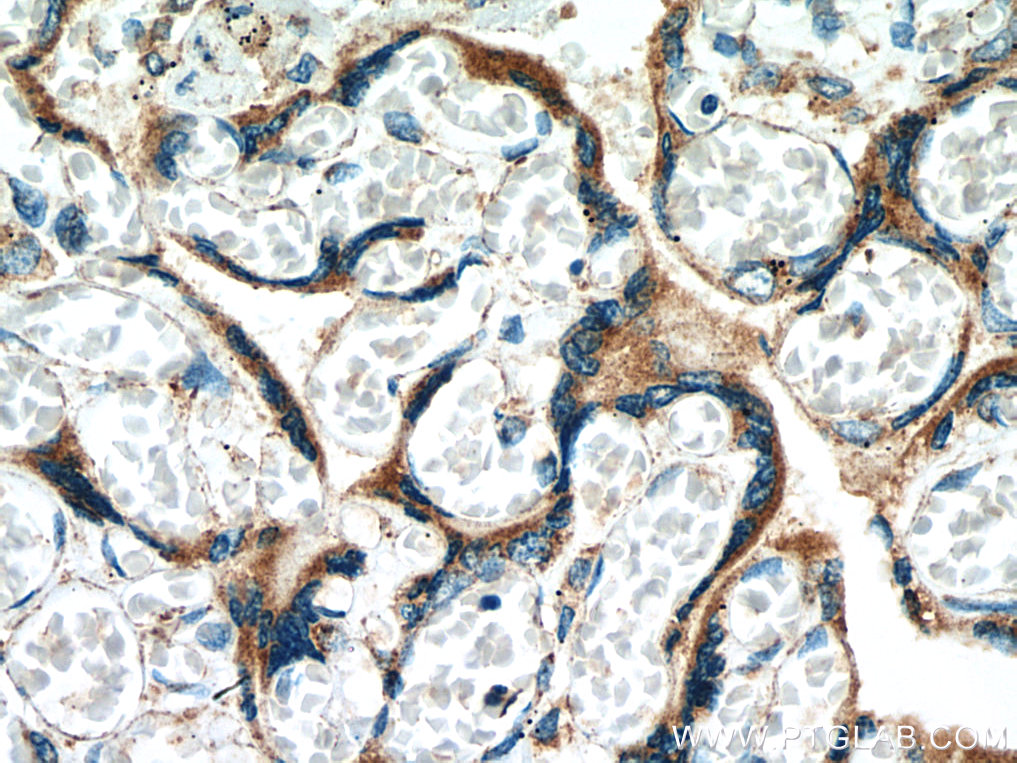 MESDC2 Monoclonal antibody