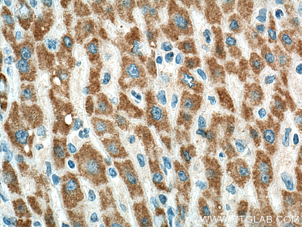 BDH1 Monoclonal antibody
