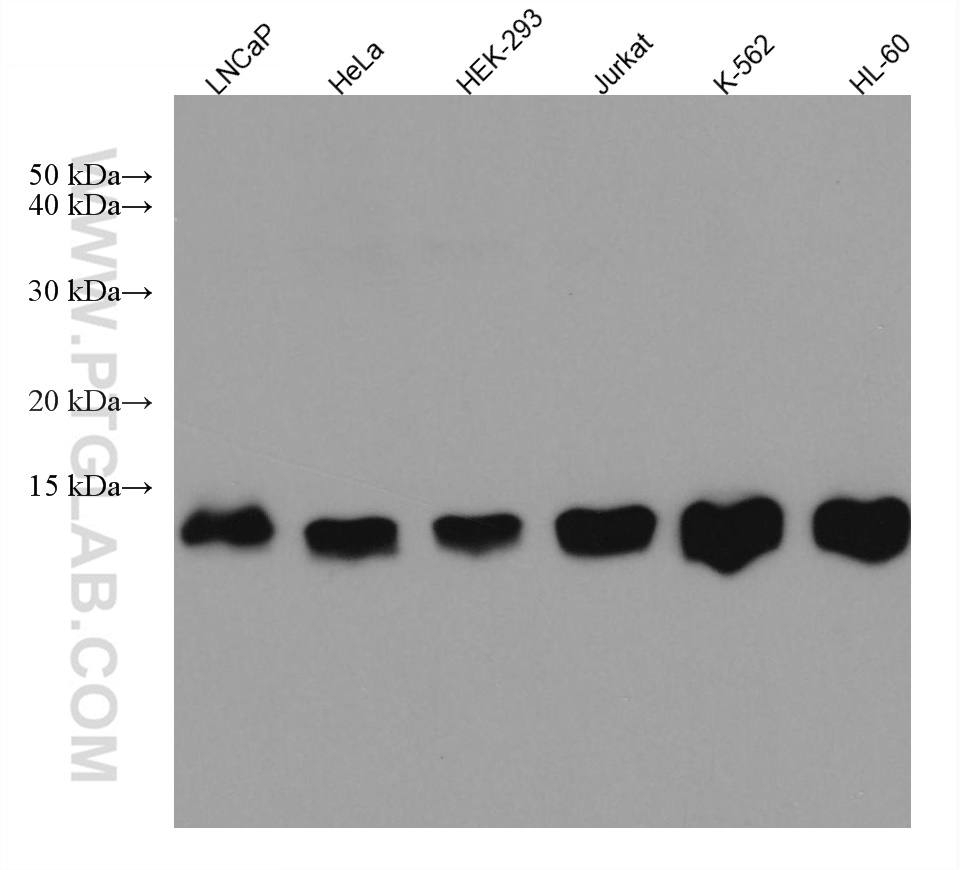 PSMG3 Monoclonal antibody