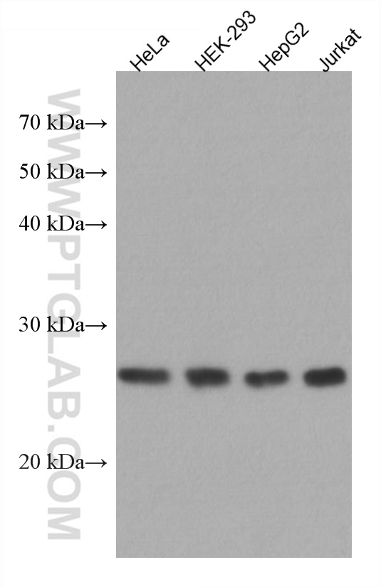 MIS12 Monoclonal antibody