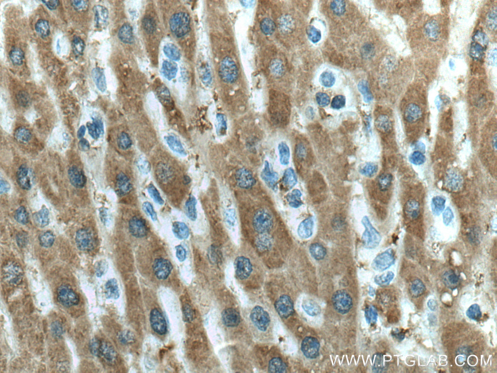UBC12 Monoclonal antibody