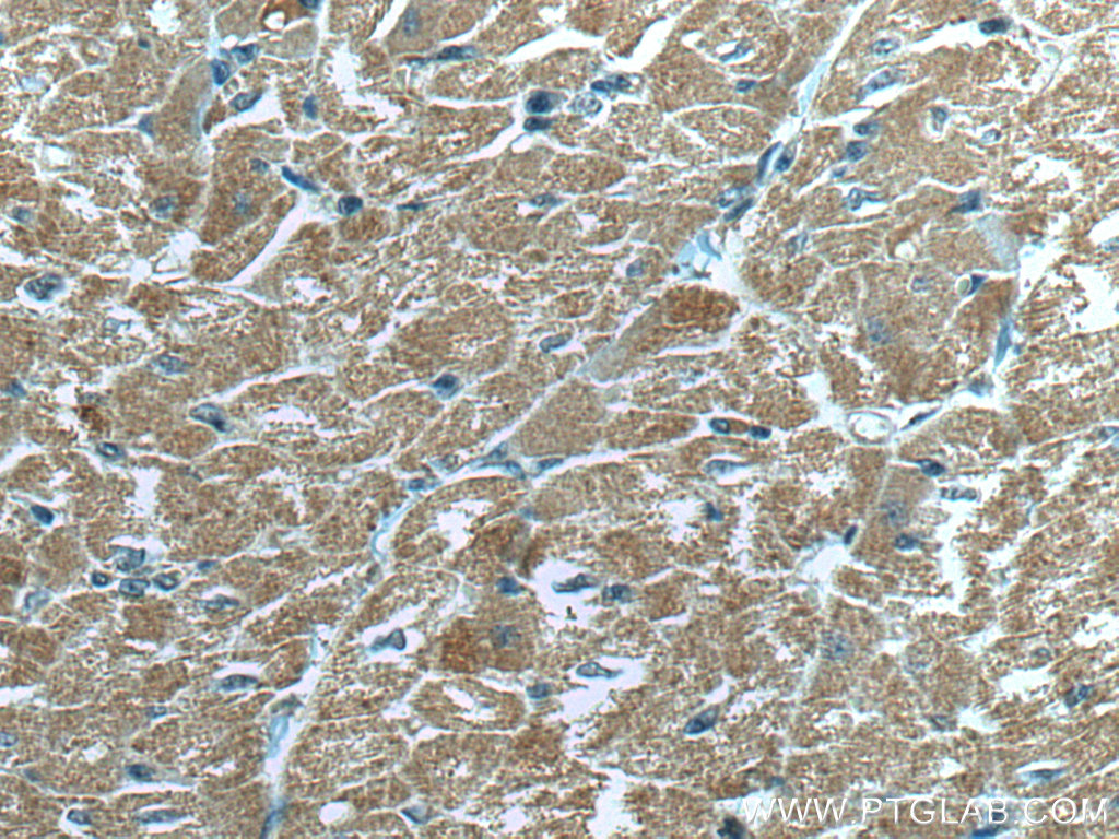 MFN2 Monoclonal antibody
