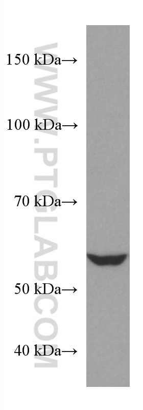 NR2C2 Monoclonal antibody