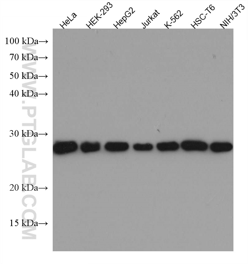 TPI1 Monoclonal antibody