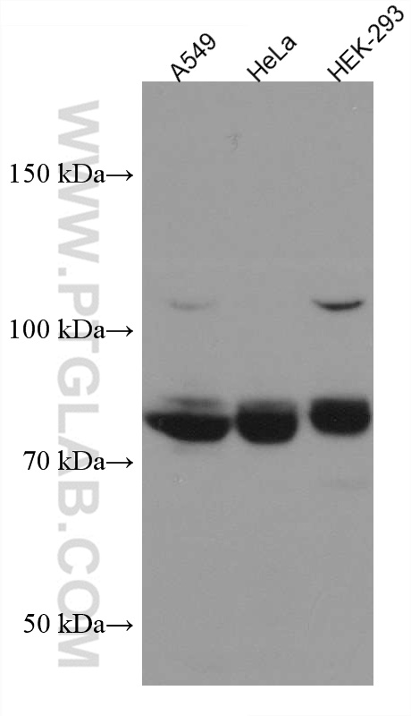 TCF12 Monoclonal antibody