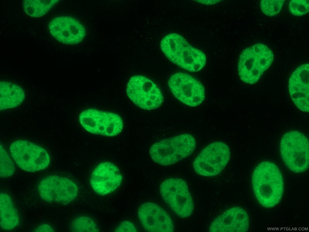 RALYL Monoclonal antibody