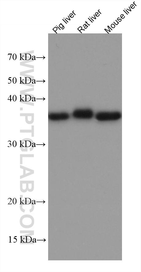 OTC Monoclonal antibody