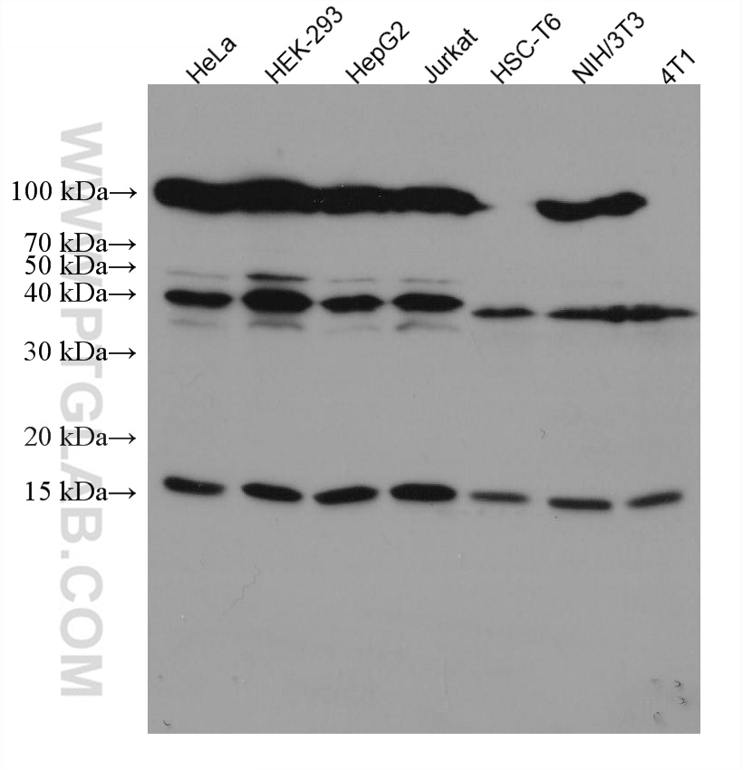 SUMO1 Monoclonal antibody