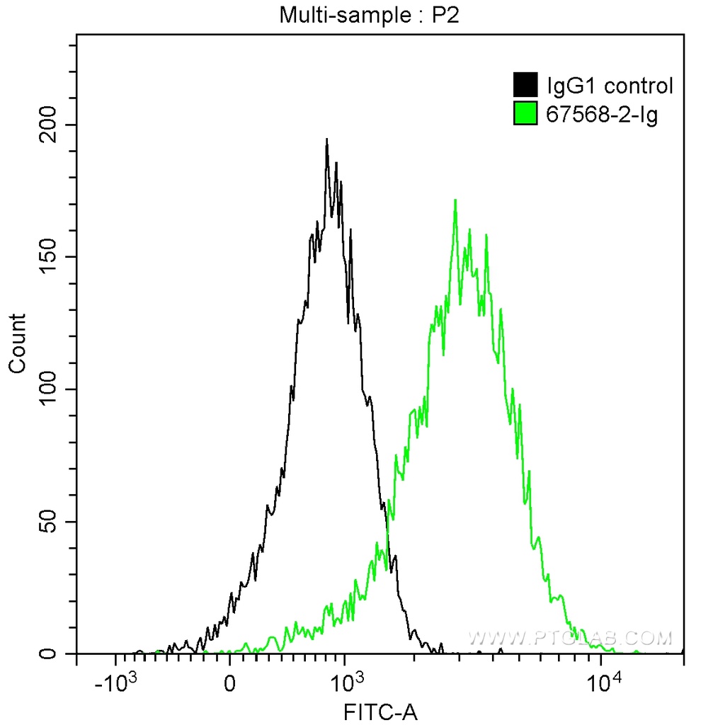 STAT4 Monoclonal antibody
