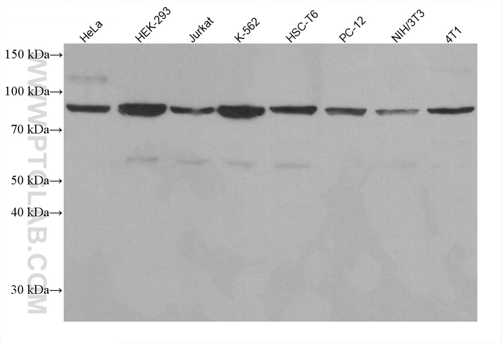 MRE11A Monoclonal antibody