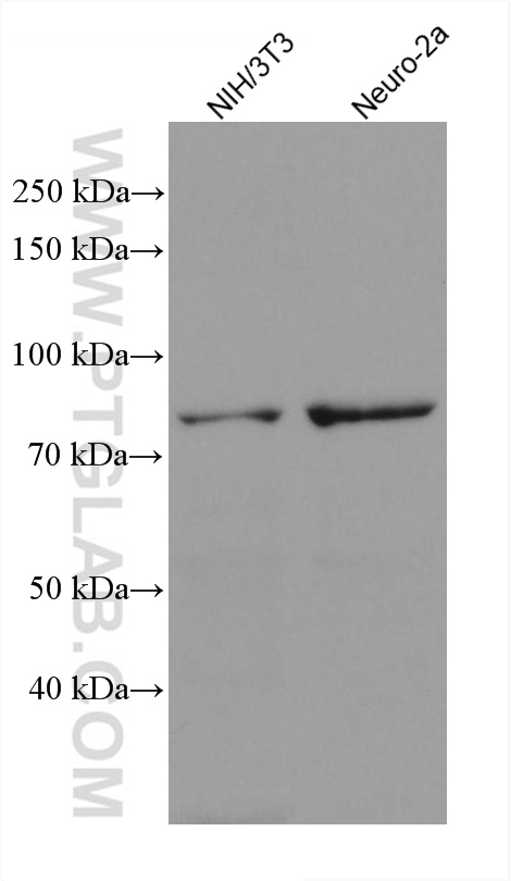 TBC1D25 Monoclonal antibody
