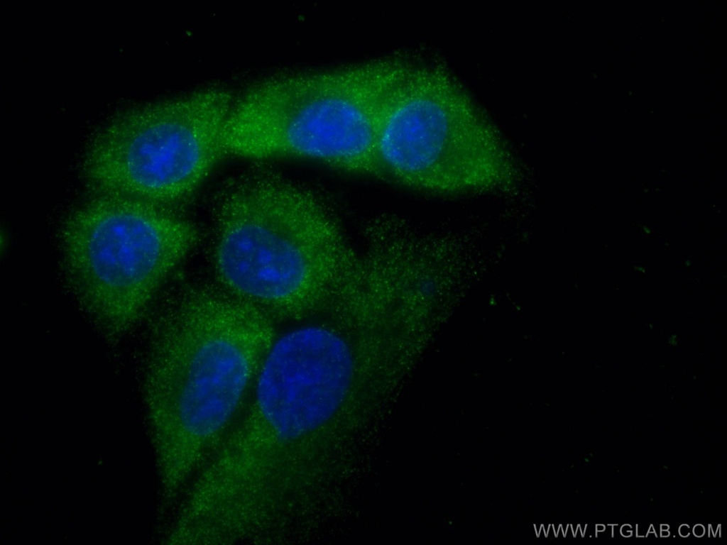 VPS18 Monoclonal antibody