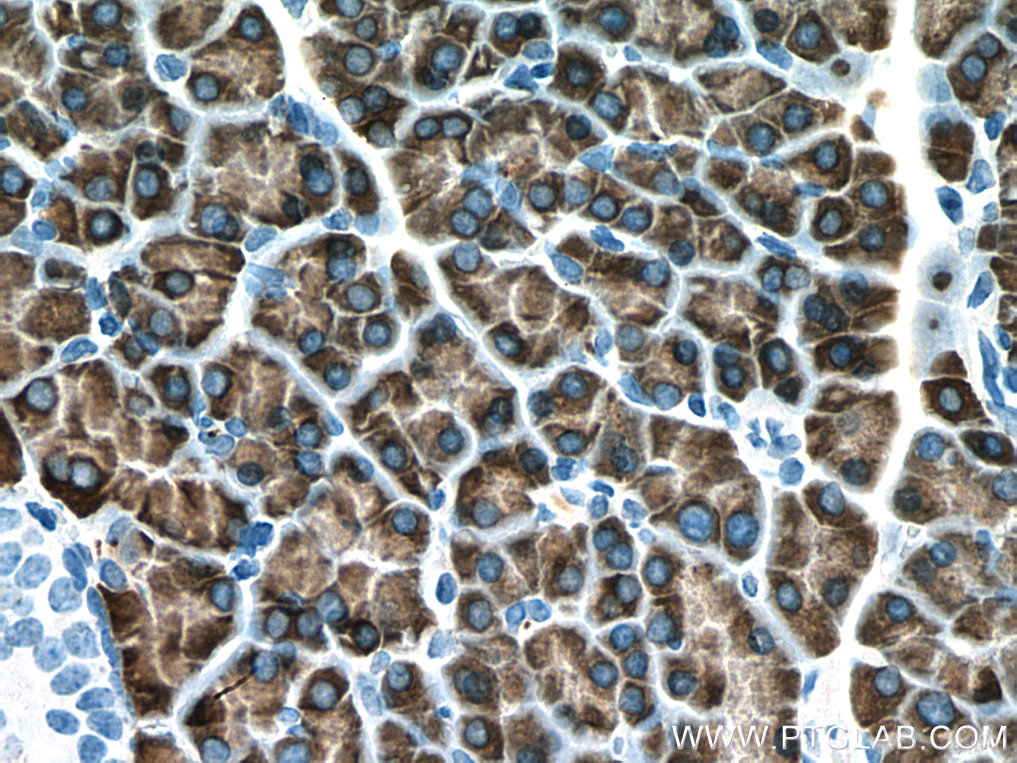 PNLIPRP1 Monoclonal antibody