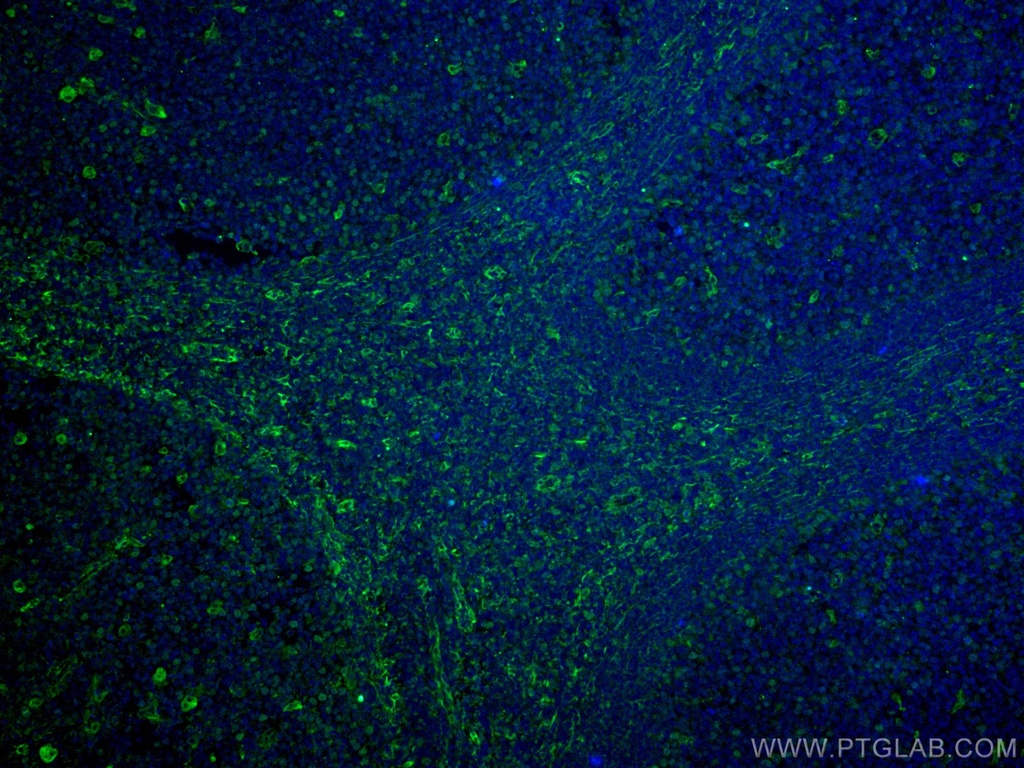 CD63 Monoclonal antibody