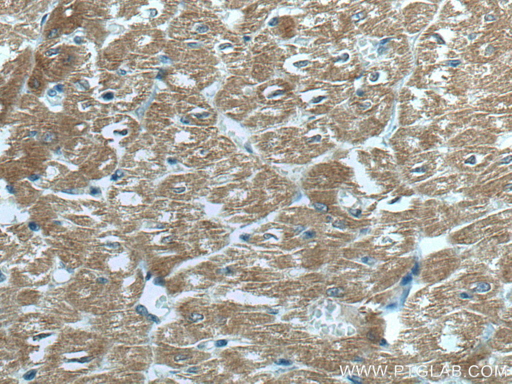 MYBPC3 Monoclonal antibody