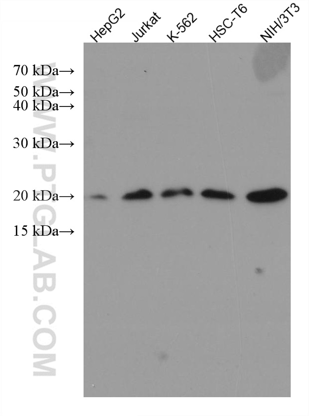 RPS10 Monoclonal antibody