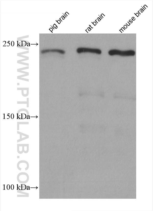Ch-TOG Monoclonal antibody