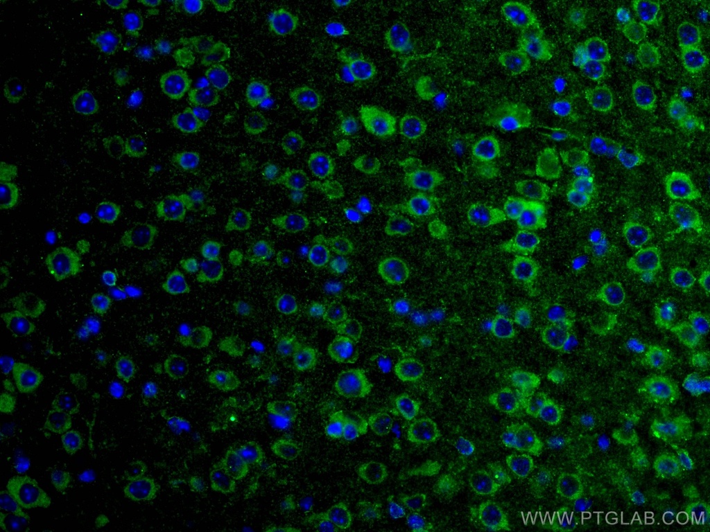 GRIA1 Monoclonal antibody