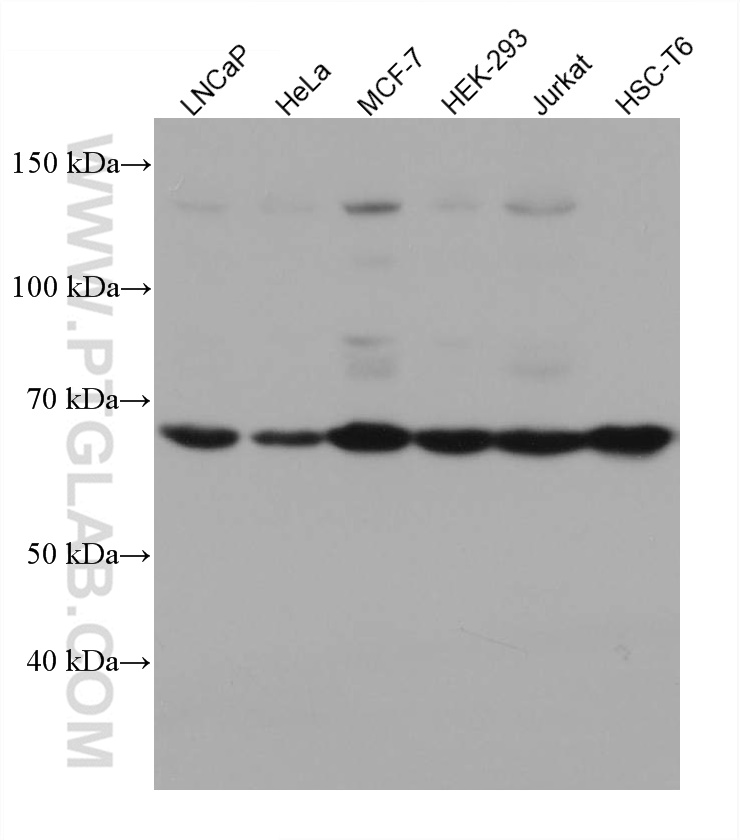 HDAC10 Monoclonal antibody