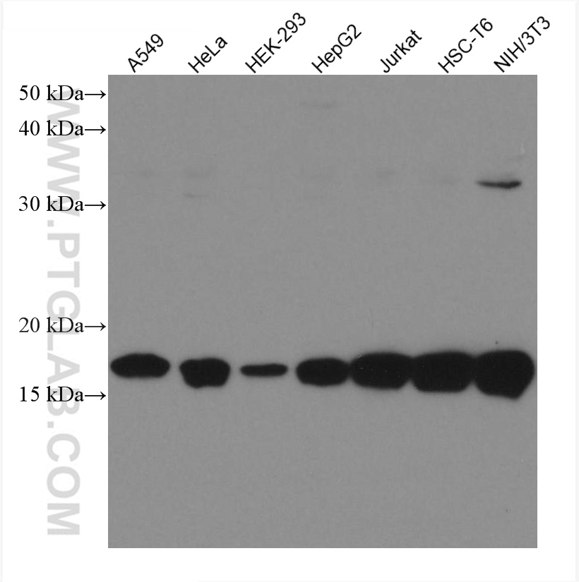 UBE2I-Specific Monoclonal antibody