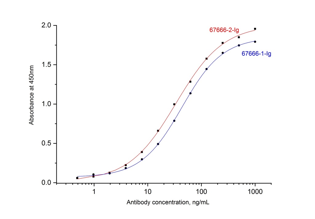 SARS-CoV-2 Nucleocapsid Phosphoprotein Monoclonal antibody