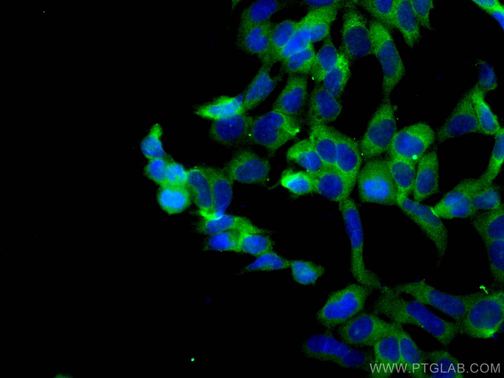 MTHFD1 Monoclonal antibody