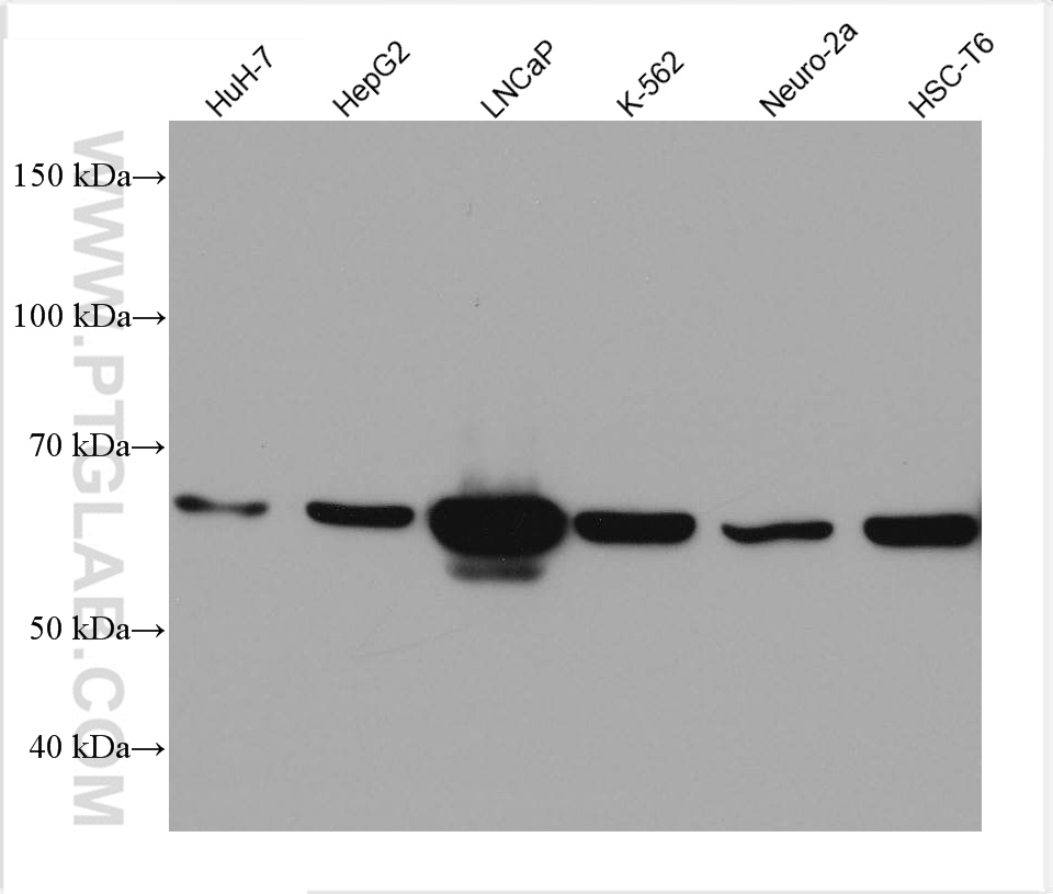 PCK2 Monoclonal antibody