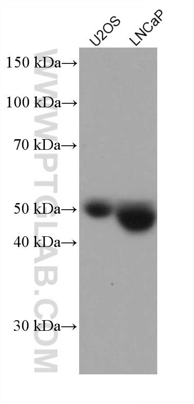 NAGA Monoclonal antibody