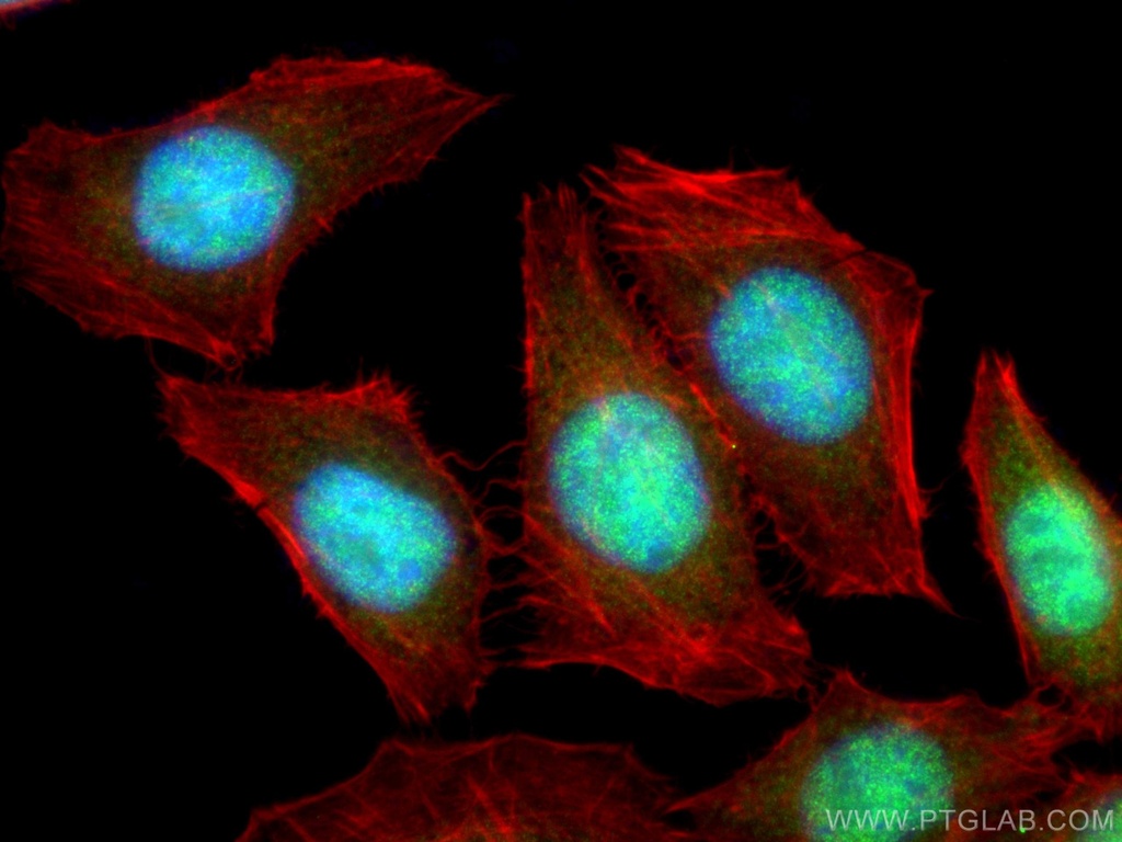 NF45 Monoclonal antibody