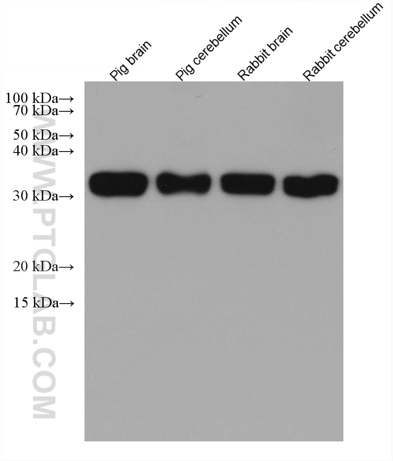 PPT1 Monoclonal antibody