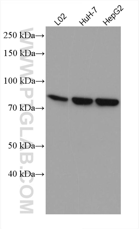 SLC6A12 Monoclonal antibody
