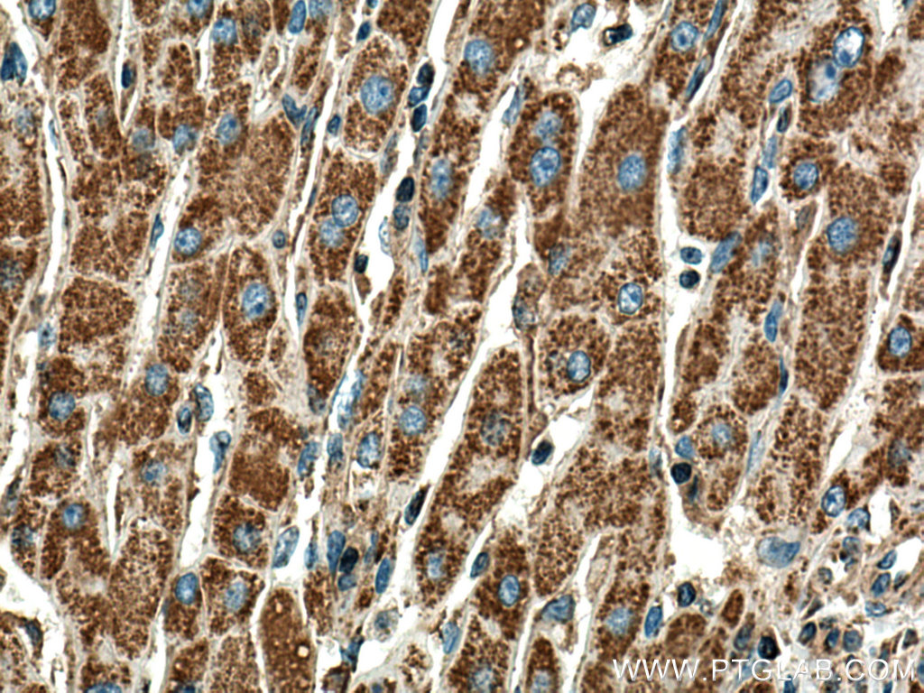 DLD Monoclonal antibody