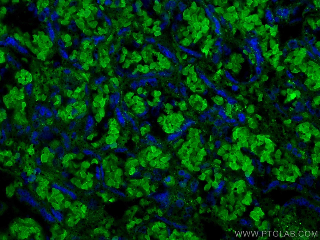 RHAG Monoclonal antibody