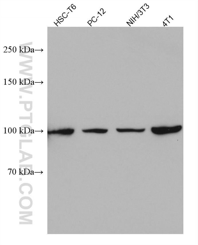 ALIX; AIP1 Monoclonal antibody
