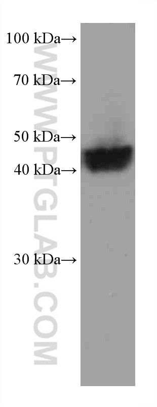 nectin 4 Monoclonal antibody