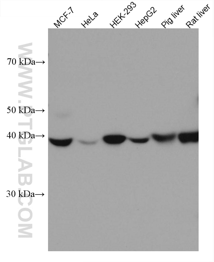 WWOX Monoclonal antibody