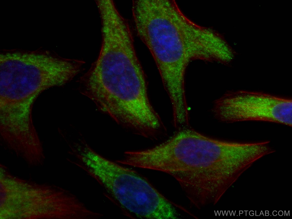 RPL6 Monoclonal antibody
