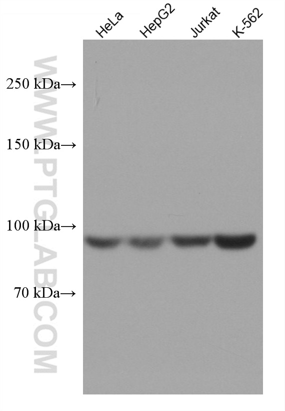 MARS Monoclonal antibody