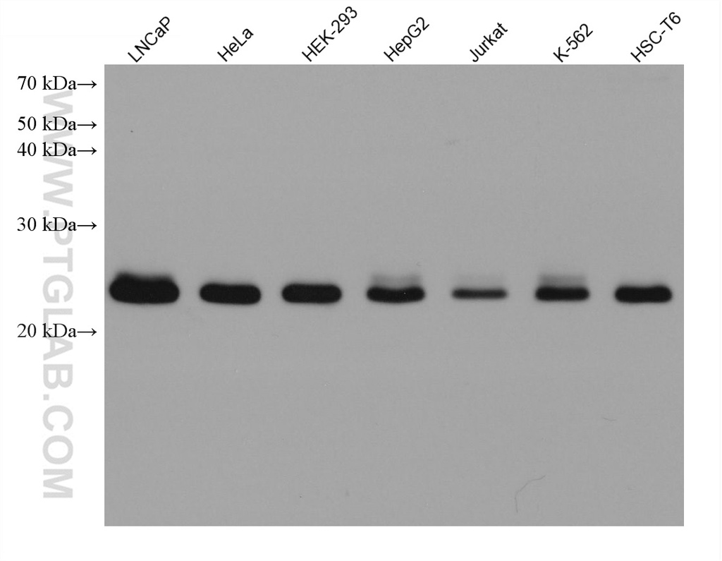 RAB11B Monoclonal antibody