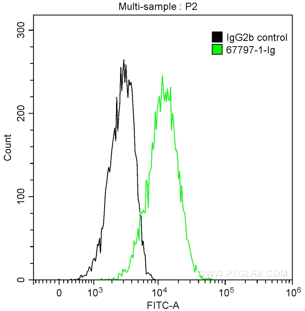 MFG-E8 Monoclonal antibody