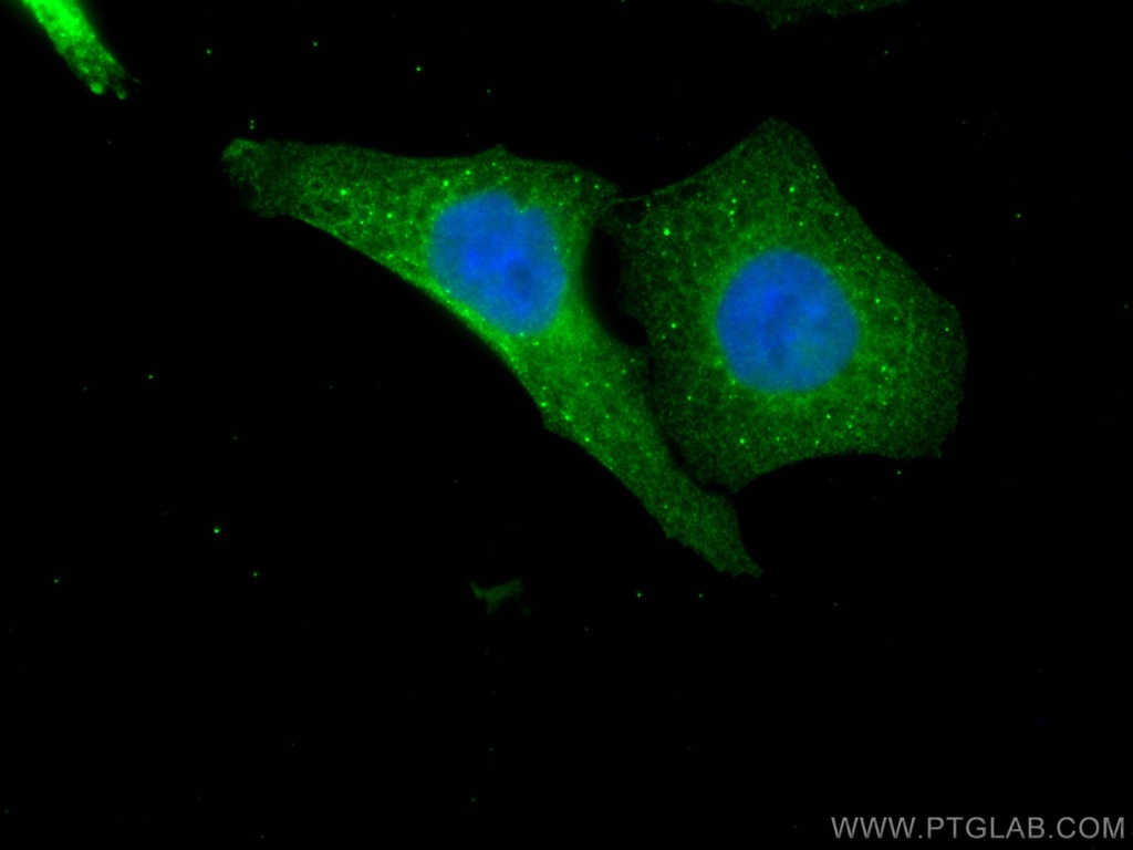 USP11 Monoclonal antibody